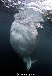 whaleshark by Jagwang Koo 